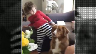 funny animal compilation *1