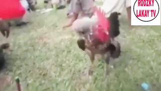 funny chicken video
