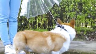CUTEST PET HACKS COMPILATION || Clever Dog Gadgets And Crafts For Cats You'll Be Grateful