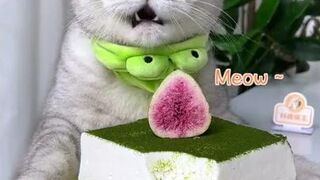 Yummy! Cat ChangAn Makes Sweet Matcha Cheese Easy Dessert Recipe _ Cute Cat