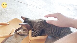 funny cat video compilation