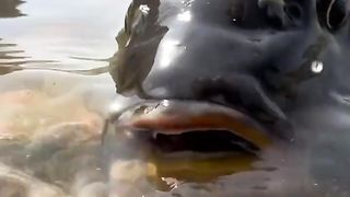 Cross species friendship between dogs and fish