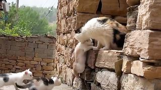 Mother Cat Adopts a Little Dog