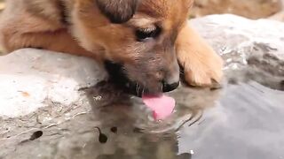 The dog is drinking water, and the little tadpole is looking for its mother