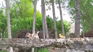 The dog crossing the river with the duckling is too healing, isn't it