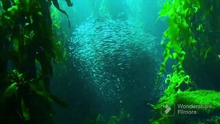 Sound of the deep