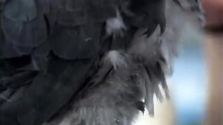 The Smartest Parrots in the World - Extraordinary Animals - BBC Earth.