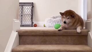 Funny dog video 3