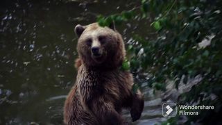 Take bath with the bear