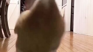 very funny and cute animals compilation_????????????????????????????