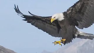 This Savage Bird Even Eats Crocodiles.