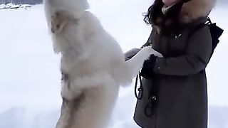 Howling with a Gigantic White Wolf.