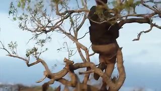 Amazing wild animal