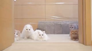 Cats vs Invisible Wall - Kittisaurus.