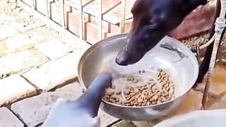 Funny animals 54