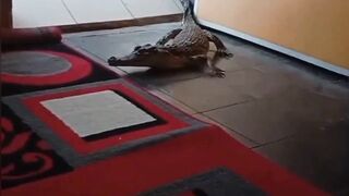 Video lucu 52