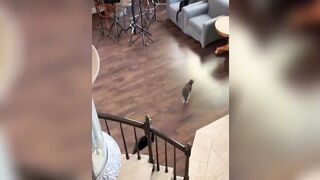 Kung Fu Meow Behavior Reward# Cute pet # Cat # Fun # Full level animal