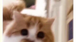 Kung Fu Miaomiao, are you afraid