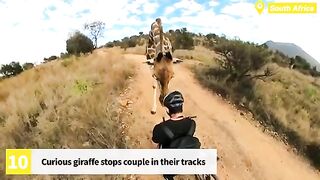 10 most intense moment animal compilation