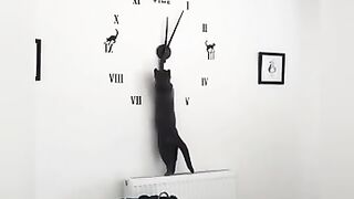 Animals prikol