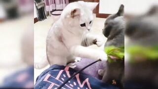 Baby Cats _ Cute and Funny Cats Video