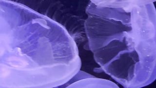 Amazing live jellyfish