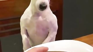 Animals prikol 1