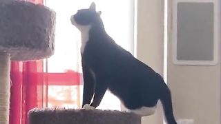 Animals prikol 2