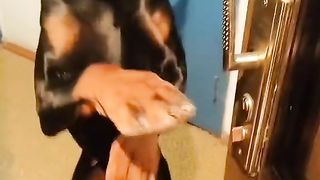 Animals prikol 3