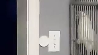 Animals prikol 4