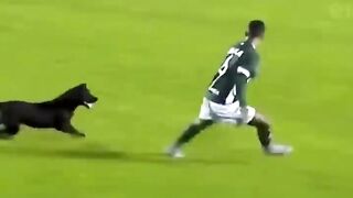 funny video footbal