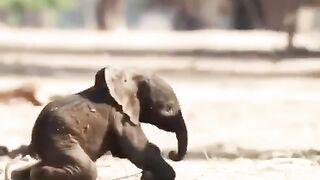 Animals prikol 7