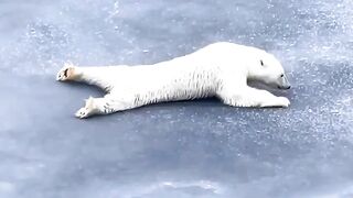 Animals prikol 9