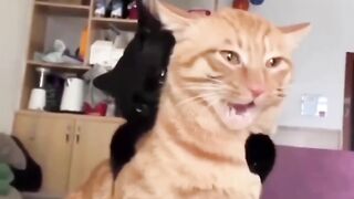 Animals prikol 10