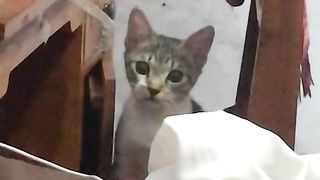 cats scare me
