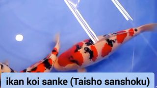 ikan koi sanke top juga lho