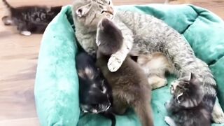 Animals prikol 16