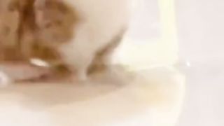 adorable kitten
