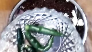 elish vapa bengali recipe #shorts