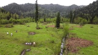 Absolutely Beautiful Animals and their Sounds!