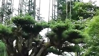 The world is beautiful 3