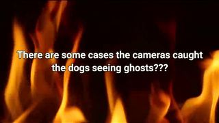 TOP 3 Dogs Catching Ghosts Recorded By Security Cameras In Real Life? | Viral Dog