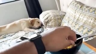 funny animals compilation 4