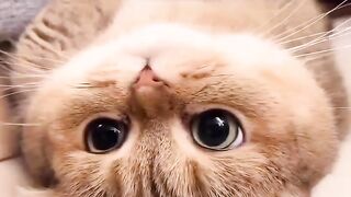 Meawww Meoww..