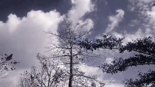 Nature live view