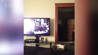 Funny cats guaranteed to make you laugh