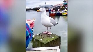 Funniest Animal Videos ???? - Funny Cats invited to the Dog Party 4