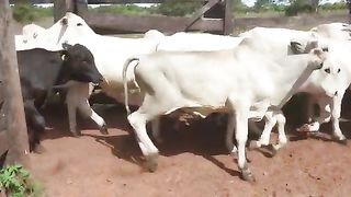 Cattle life