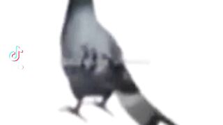 Silly bird
