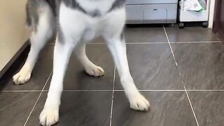Funny dog lol